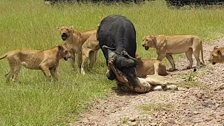 Rongai pride they made a kill of a buffalo
