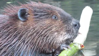 Extreme Close Up Video of Beaver Chewing on Tree Bark in Pond