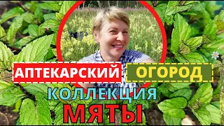 АПТЕКАРСКИЙ ОГОРОД сеем пряные травы. Моя коллекция МЯТЫ