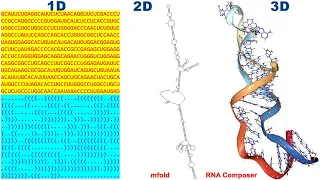 Prediction of 3D Structure of RNA using mFold and RNAComposer