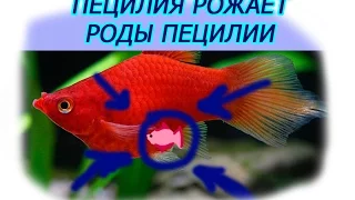 Пецилия РОЖАЕТ!!! РОДЫ пецилии  Роды живородящих рыбок