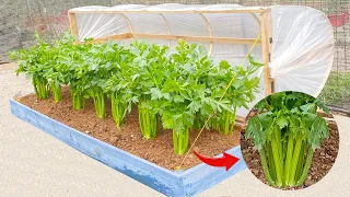 Growing Celery at home is easy, growing celery plants in mini greenhouse, no need for a garden