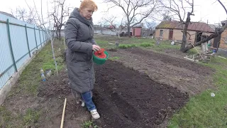 Один из способов посадки лука севка
