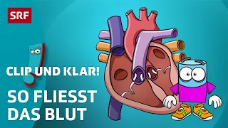 Clip und klar! – Wie funktioniert der Blutkreislauf? | Kindervideos | SRF Kids