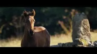 War Horse (Caballo de Batalla) en Blu-ray y DVD