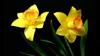 ABC TV | How To Make Daffodils Paper Flower From Crepe Paper - Craft Tutorial
