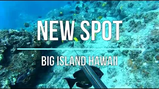 Spearfishing the Shallows - New Spot and Lots of Fish in the Water - Big Island of Hawaii