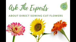 Grow Gorgeous Cut Flowers From Seed! Ask the Experts About Direct Sowing