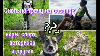 СКОЛЬКО Я ТРАЧУ НА СВОЮ СОБАКУ | СОДЕРЖАНИЕ СОБАКИ