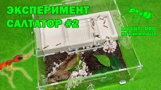 Разделение колонии Салтаторов (Harpegnathos saltator) #2