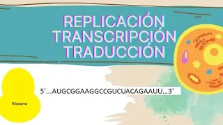 Replicación, transcripción y traducción del ADN, fácil