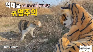 The cat's reaction to meeting a tiger while walking.