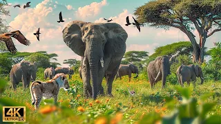 4K African Wildlife: The World's Greatest Migration from Tanzania to Kenya With Real Sounds #19