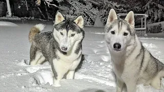 The Huskies got How Much Snow? Life With a Husky in 13 Inches of Snow #shorts