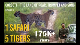 Have you #seen 5 #Tigers in 1 #safari at #corbett? | #watch #episode 1 #Jungle #nature #viralvideo