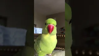 World’s cutest talking parrot calls himself a big big baby.