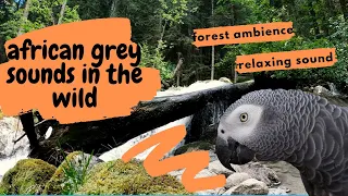 parrot sounds for birds : african grey sounds in the wild - forest ambience