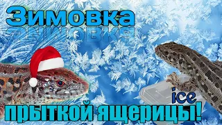 спячка прытких ящериц. укладываю в спячку ящериц. #спячка прытких ящериц #ящерицы