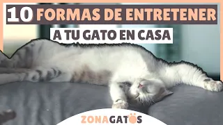 10 formas de ENTRETENER A TU GATO dentro de casa