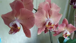 Пересадка орхидеи Leco Fantastic. 🌱🌱🌱