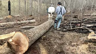 Mule logging in 2023