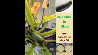 Grow Zucchini in iDoo hydroponic system