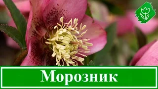 🌺 Цветок морозник – посадка и уход: выращивание и размножение морозника; виды и сорта морозника