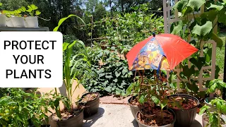 How to protect your garden from extreme heat - 5 ways