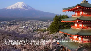 5 famous places for cherry blossoms around Lake Kawaguchi Arakurayama Sengen Park etc.