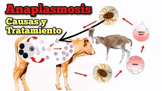 Anaplasmosis Causas y Tratamiento Efectivo