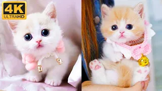 😼 Funny kittens compilation 😂 Cute and funny kitten videos