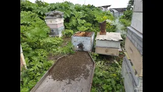 почему пчелы злятся при отборе меда, и что делать чтобы пчелы не злились