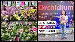 Орхидиум | Осенняя выставка орхидей 2023 | Орхидеи, суккуленты, лиственные, хищники, горшки, грунты