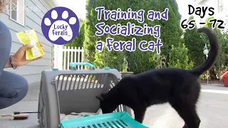 Training And Socializing A Feral Cat * Part 9 * Days 65 - 72 * Cat Video Compilation