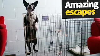 Amazing Animal Escapes Compilation 2019 [Clever Pets]