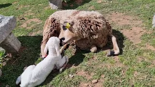 El nacimiento de un animalillo siempre es emocionante😍