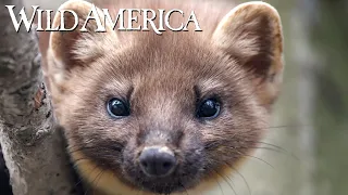 Wild America | S7 E3 Meet the Marten | Full Episode HD