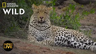 Safari Live - Day 297 | Nat Geo Wild