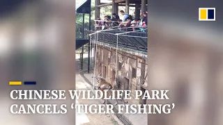 Wildlife park in China cancels ‘tiger fishing’ after video trends online