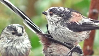 Long-tailed Tits and Goldfinches - Filmed in Slow Motion