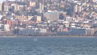 To keep whales safe, Coast Guard launches ship alert system in Seattle