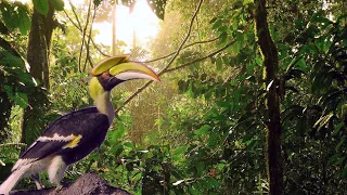 Borneo Tropical Rainforest