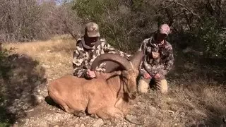 Largest Aoudad Taken on Camera!