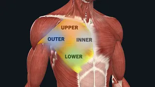 Can You Target Specific Areas Of A Muscle?