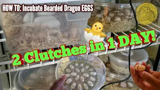 2 Clutches of eggs in ONE DAY! HOW TO: know if your dragon is pregnant, harvest and incubate eggs