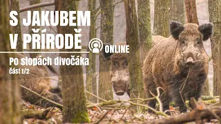 S Jakubem v přírodě online - Po stopách divočáka s Markem Machanem - část 1/2