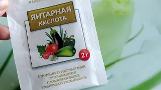 Как Высчитать☑️ Минимальное Количество Удобрений для Подкормки Рассады🌱 без Весов. Янтарная Кислота