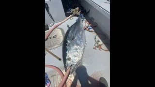 OUR FIRST GIANT MAINE BLUEFIN