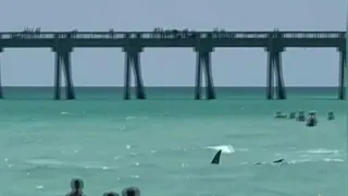 Watch: Shark seen swimming near beachgoers in Florida