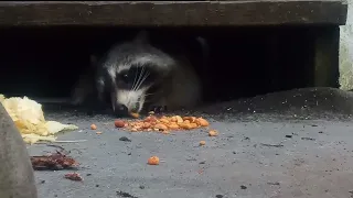 raccoon likes what.